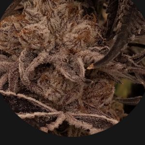 Blackleaf Genetics-blackmud (fem) : 5pk