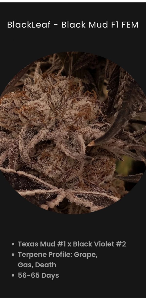 Blackleaf Genetics-blackmud (fem) : 5pk