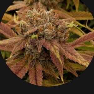 BlackLeaf Genetics-Unicorn Mud-5 pack fem