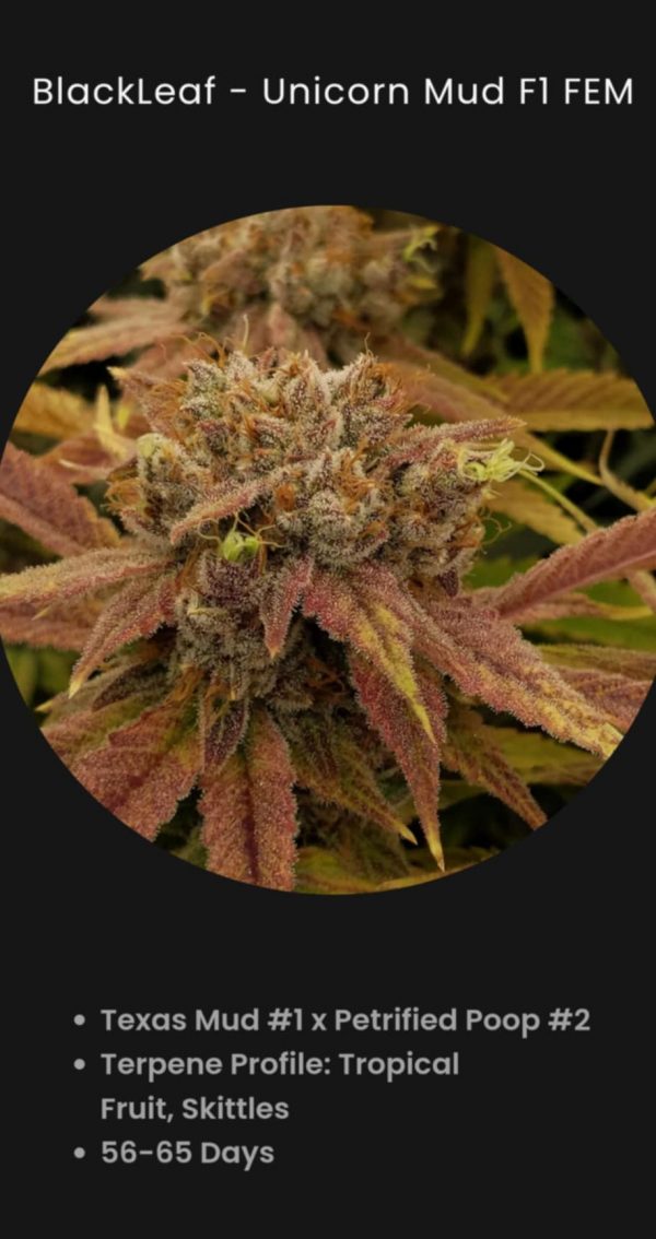 BlackLeaf Genetics-Unicorn Mud-5 pack fem