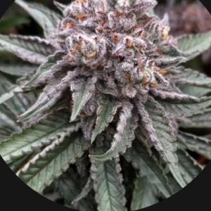 BlackLeaf Genetics-Texas OG (fem) : 5pk