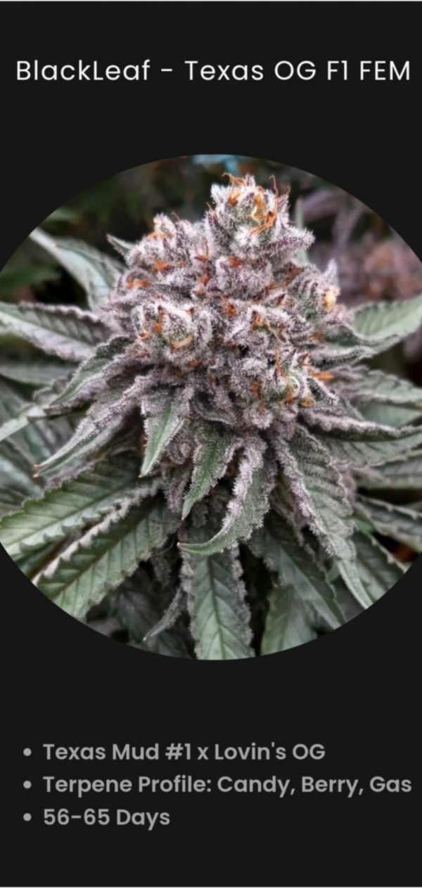 BlackLeaf Genetics-Texas OG (fem) : 5pk
