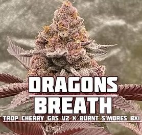 FadedLeaf-dragons breath 3pk fem