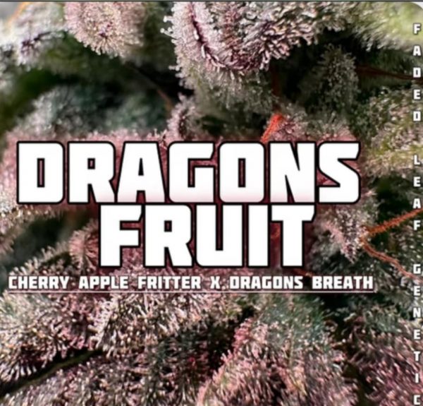 FadedLeaf-Dragons Fruit Photoperiod (fem) : 3pk
