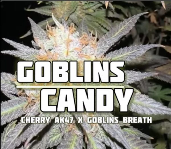 FadedLeaf-Goblins Candy Photoperiod (fem) : 3pk