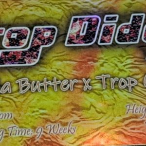 SoFem Genetics-Trop Diddy 5pk-Fem