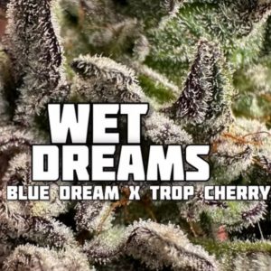 FadedLeaf-Wet Dreams Photoperiod (fem) : 3pk