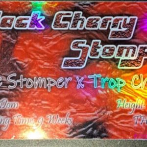 SoFem Genetics-Black Cherry Stomper-5pk-fem