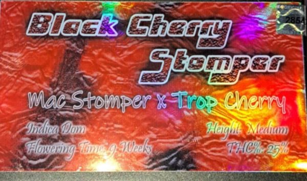 SoFem Genetics-Black Cherry Stomper-5pk-fem
