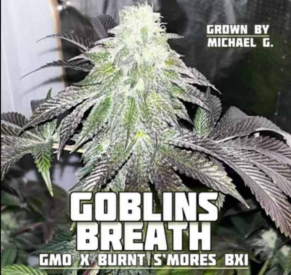 FadedLeaf-Goblins Breath Photoperiod (fem) : 3pk