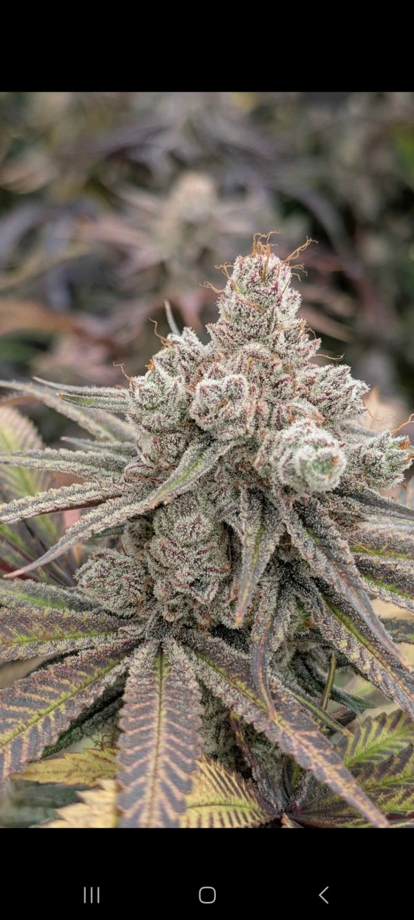 Blg-yeti breath (fem) : 5pk