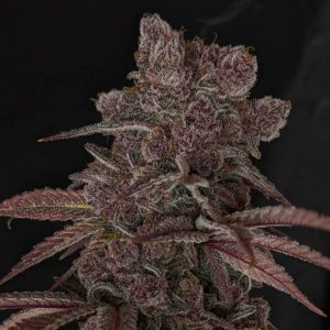 Blg-Pink Nectar (fem) : 5pk