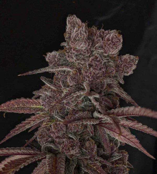 Blg-Pink Nectar (fem) : 5pk