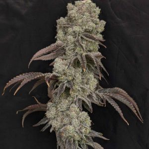 Blg-Ice Rock Candy (fem) : 5pk