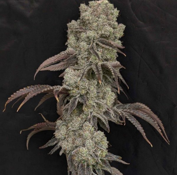 Blg-Ice Rock Candy (fem) : 5pk